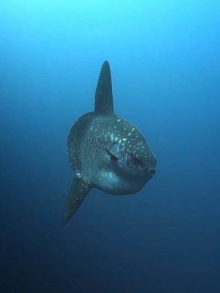 荒蛮之地:太平洋