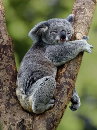 荒蛮之地澳大利亚