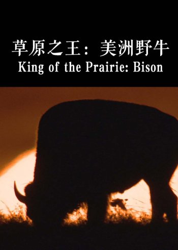 草原之王:美洲野牛